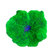 Anemone 海葵