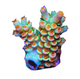 Acropora ⿅⾓