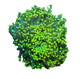 Frogspawn 珍珠