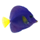 Tangs 倒吊