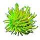 Torch ⽶粉