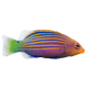 Wrasses 隆頭科