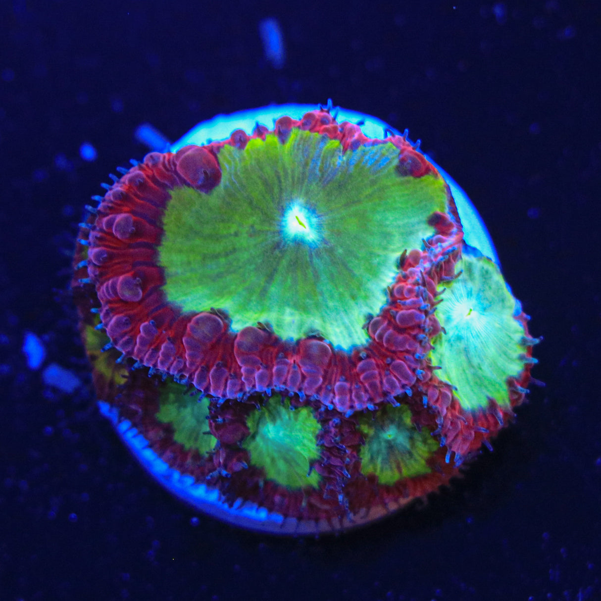 紅綠鈕扣腦