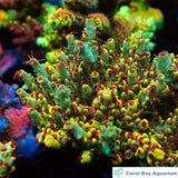 精品斷肢-RR金鋼狼