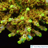 精品斷肢-Wario