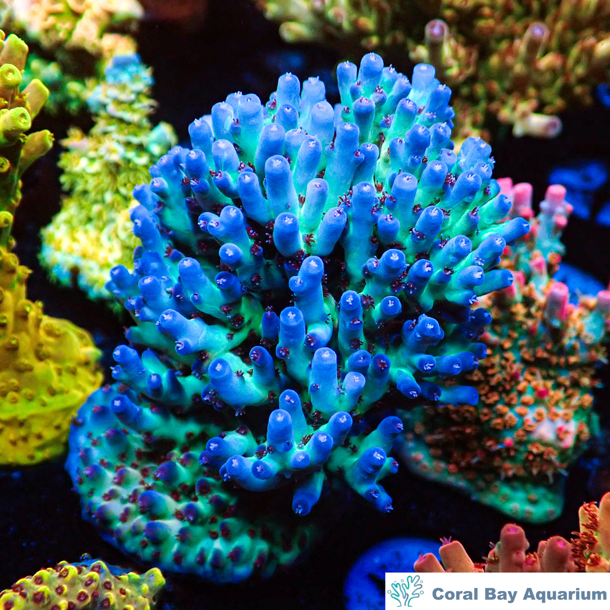 精品斷肢-RR沙贊