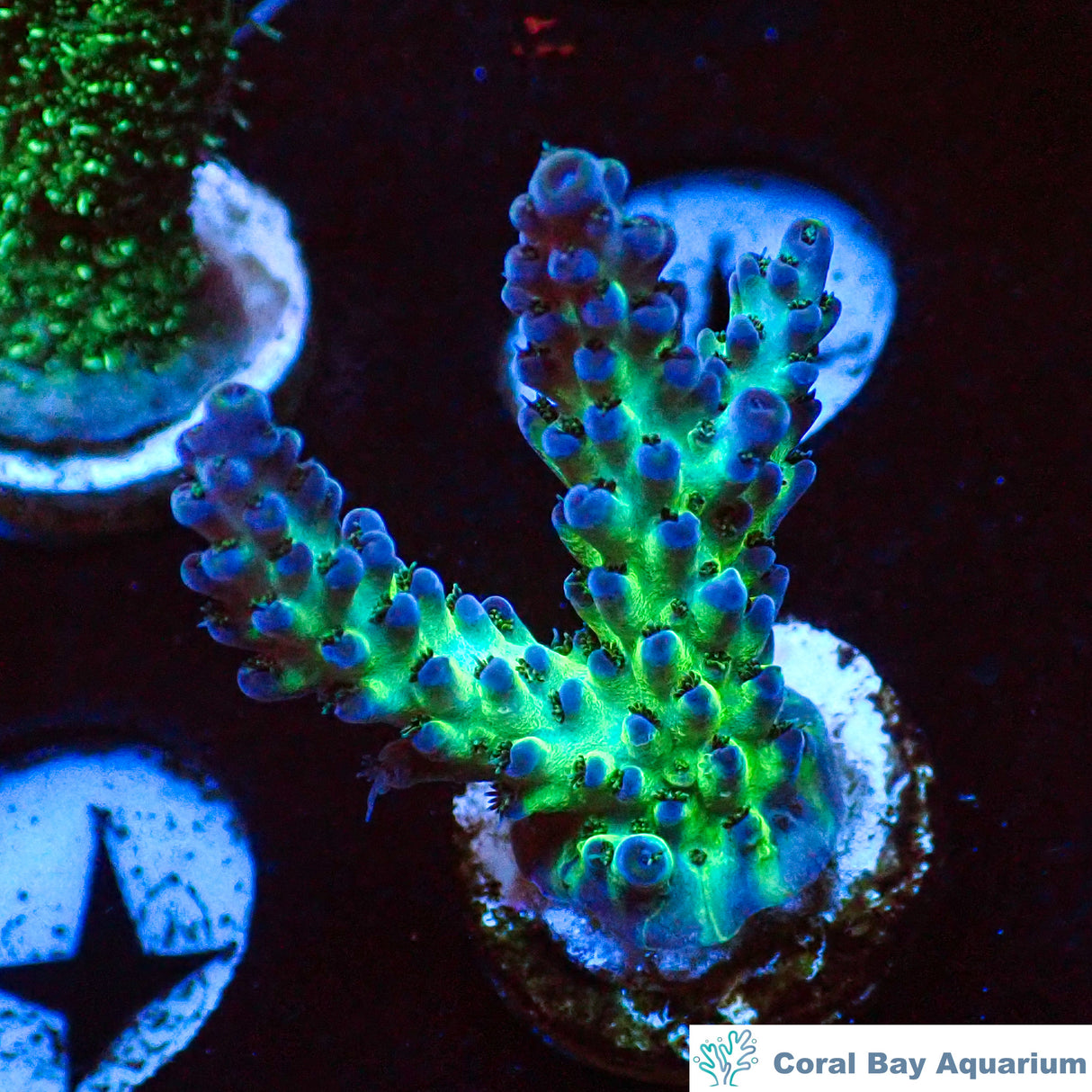 SPS硬骨斷枝
