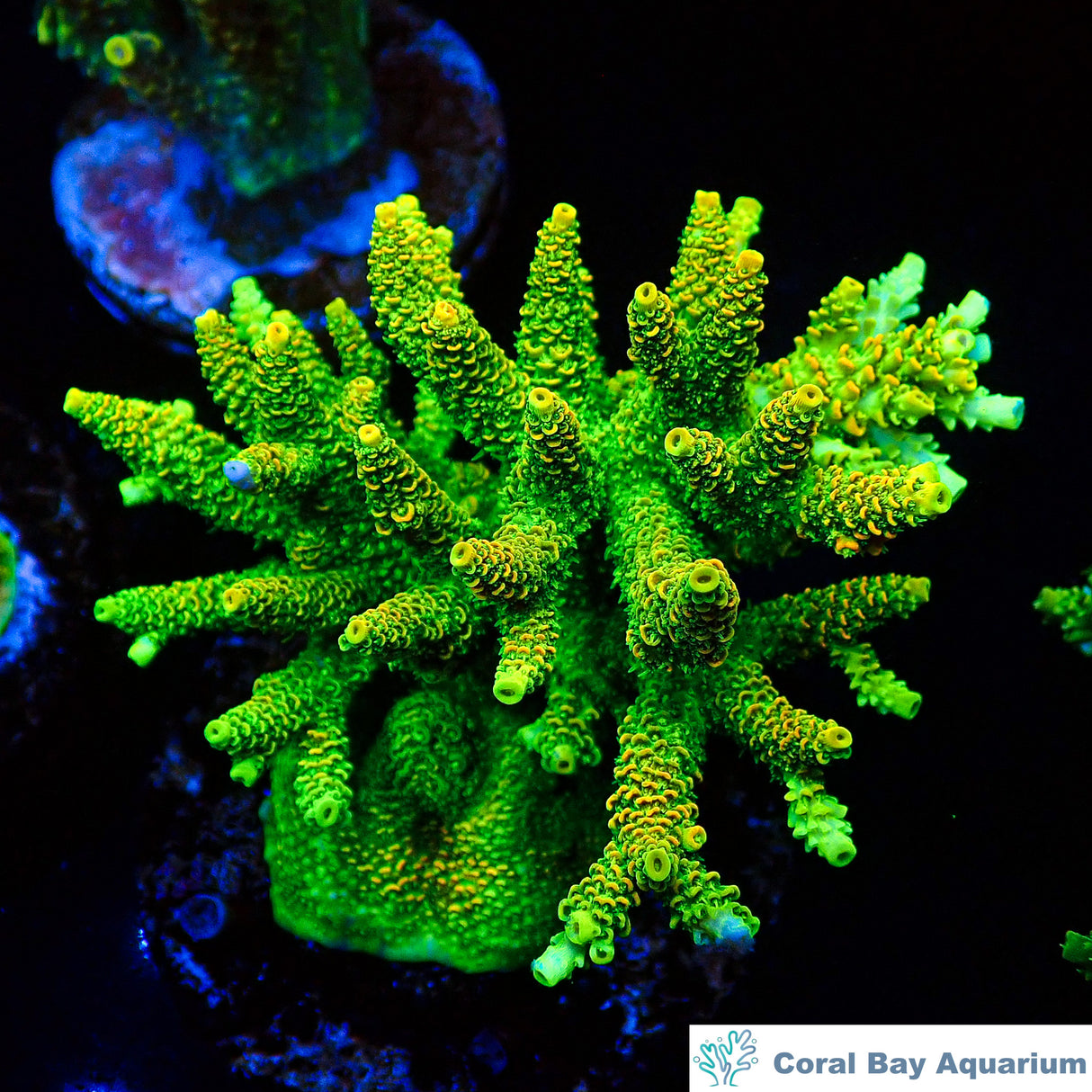 SPS-綠金魚鱗