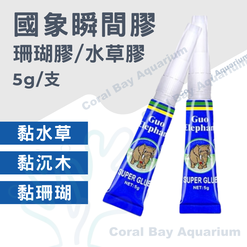 國象 珊瑚膠5g