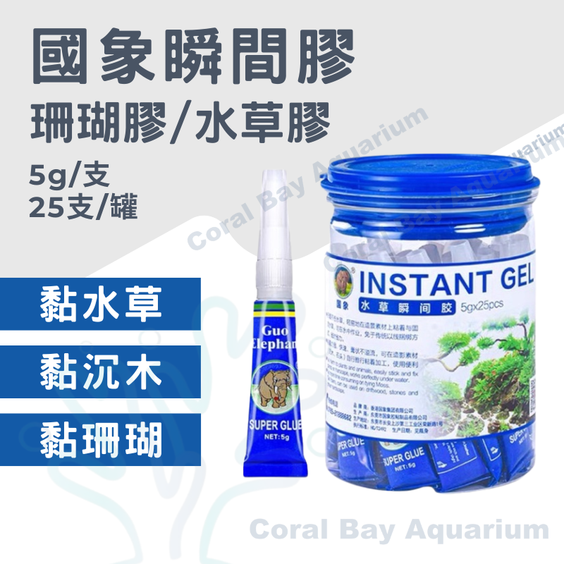 國象 珊瑚膠5g