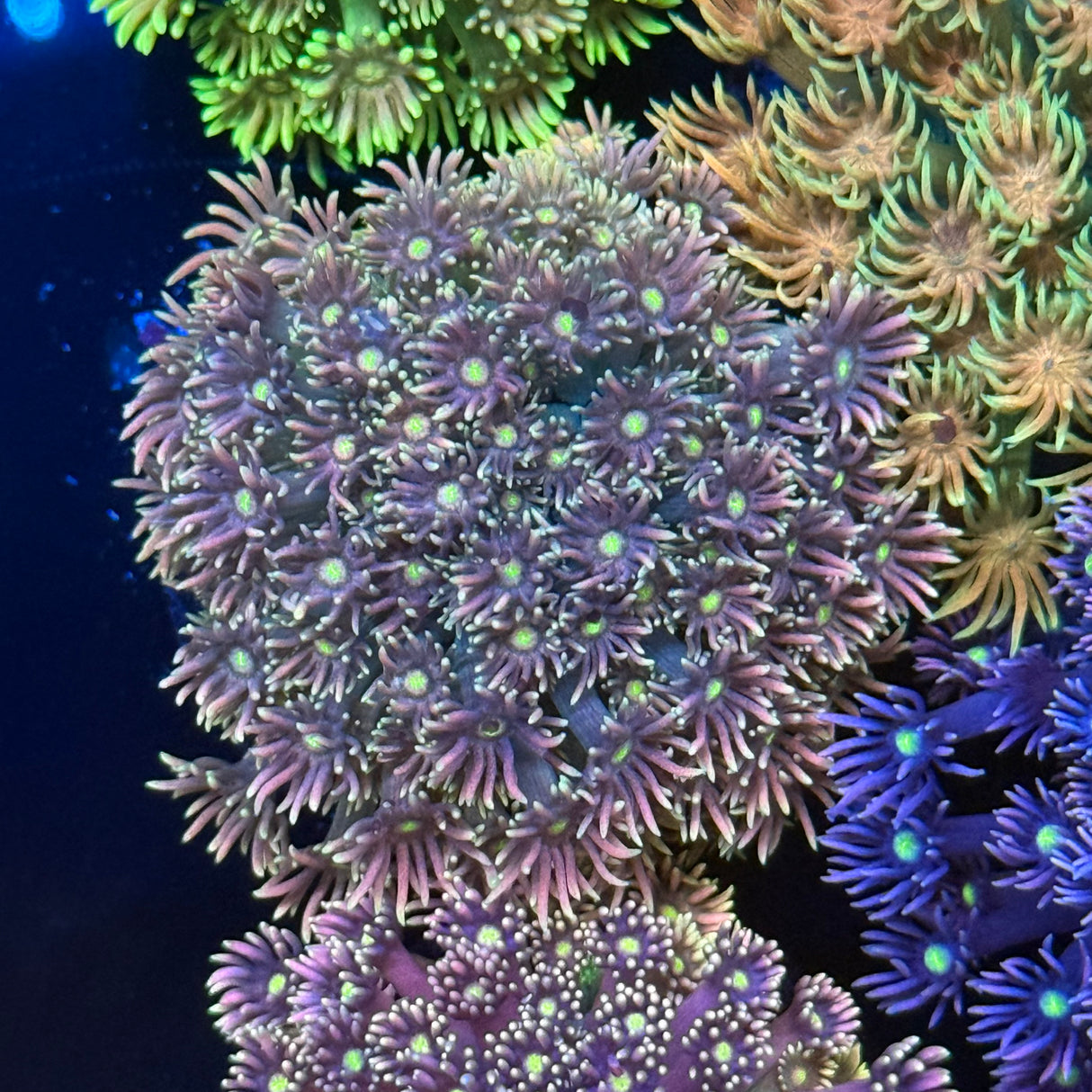 馬卡龍單苞原石L