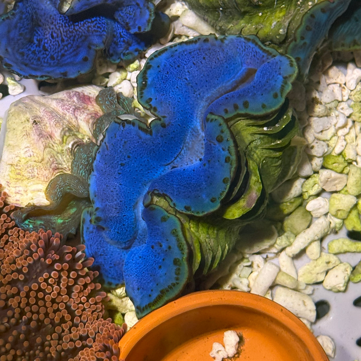 紅海五爪貝S