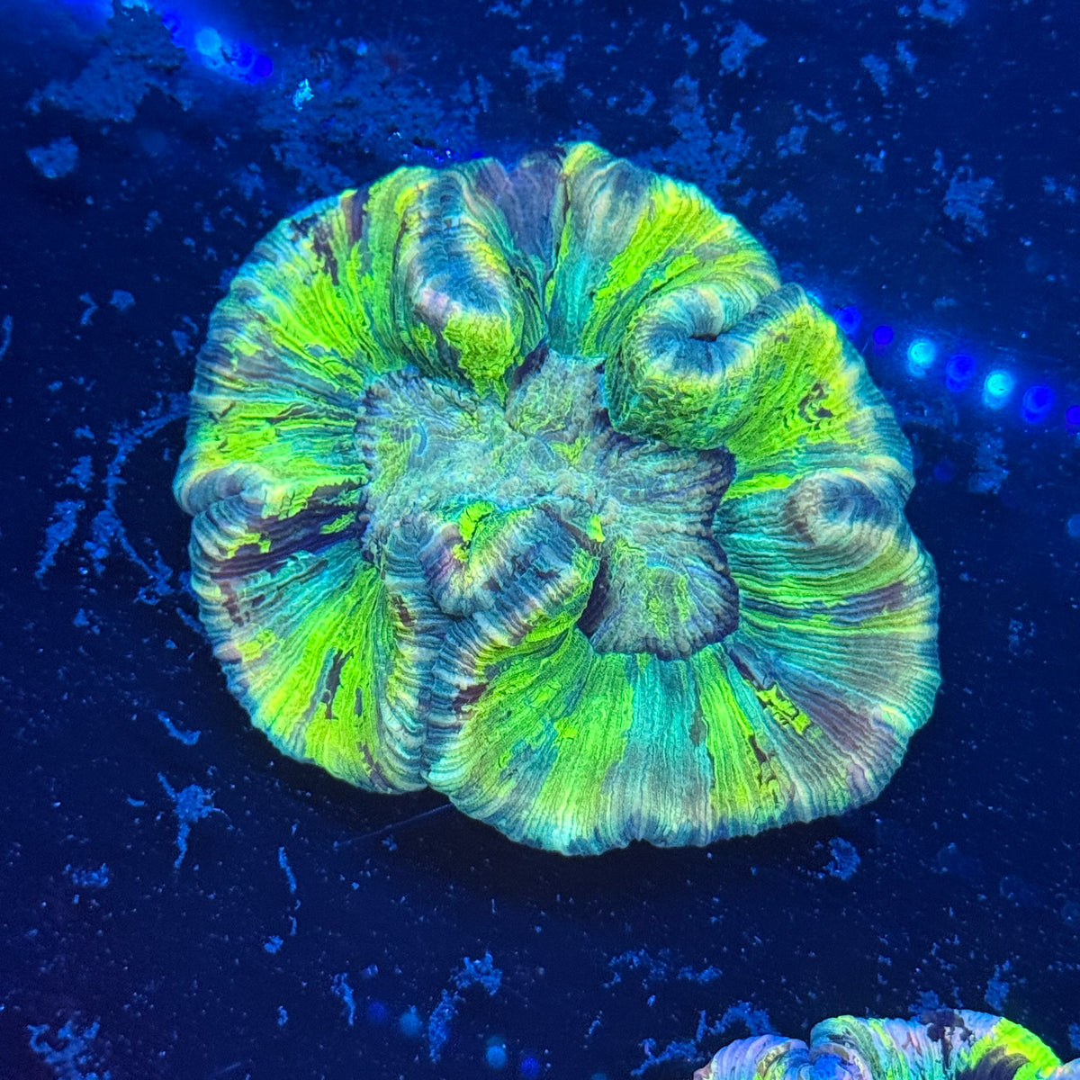 多彩巴黎腦