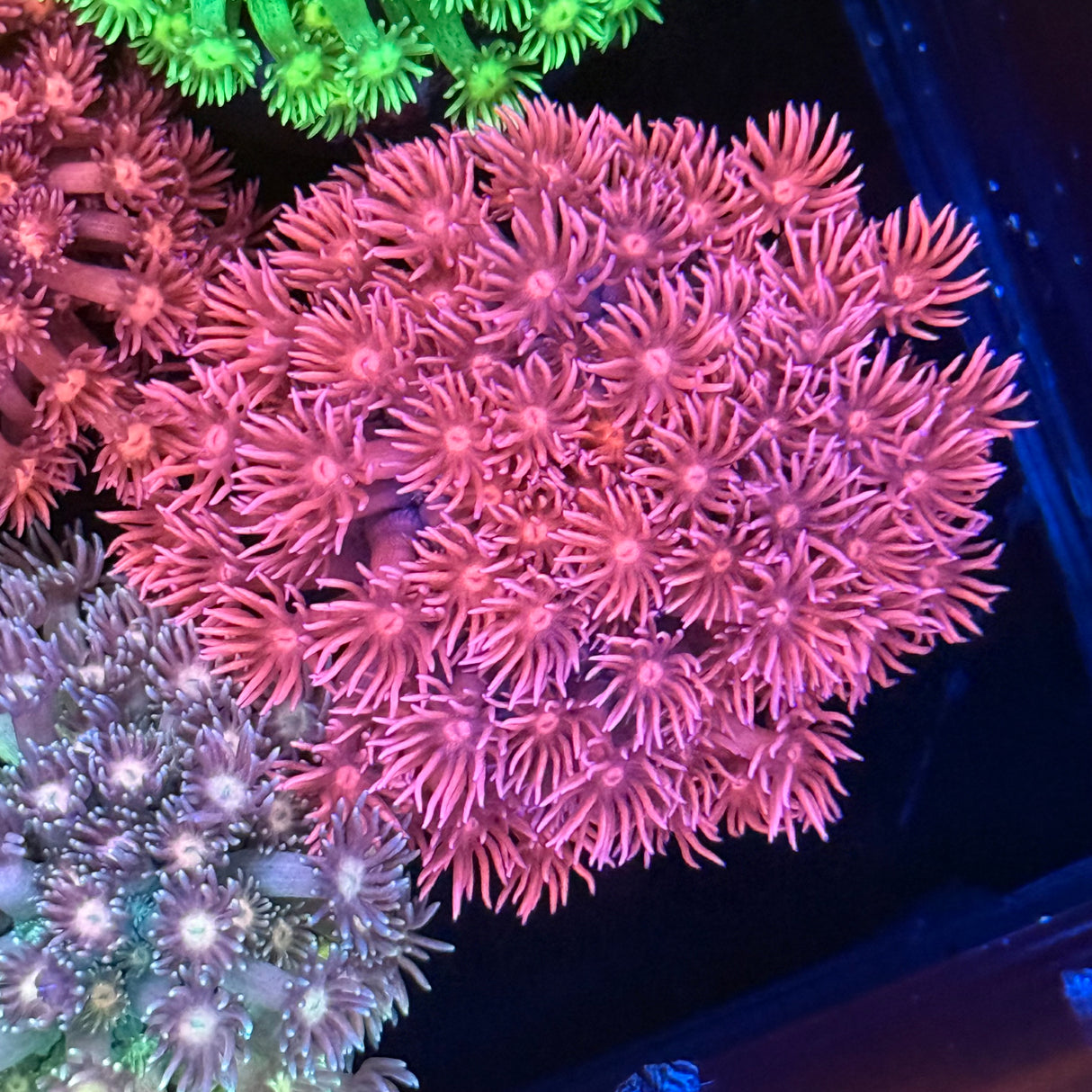 馬卡龍單苞原石L