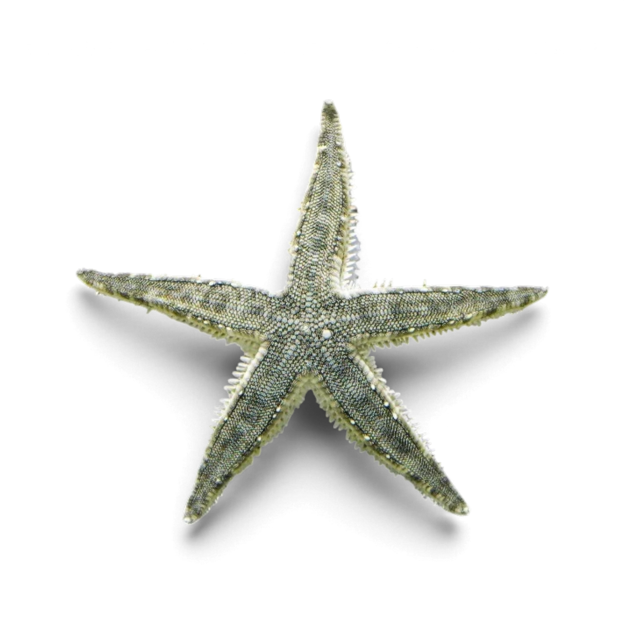 翻沙海星(翻沙)