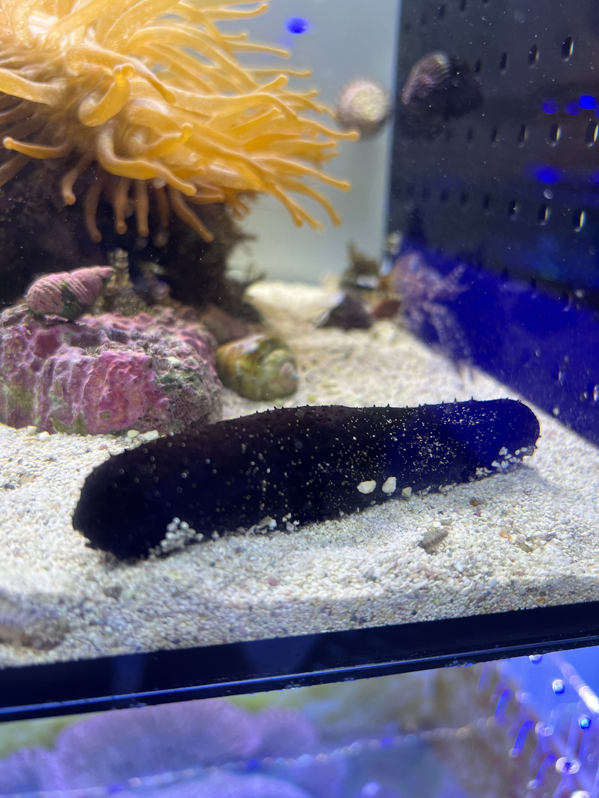 海參