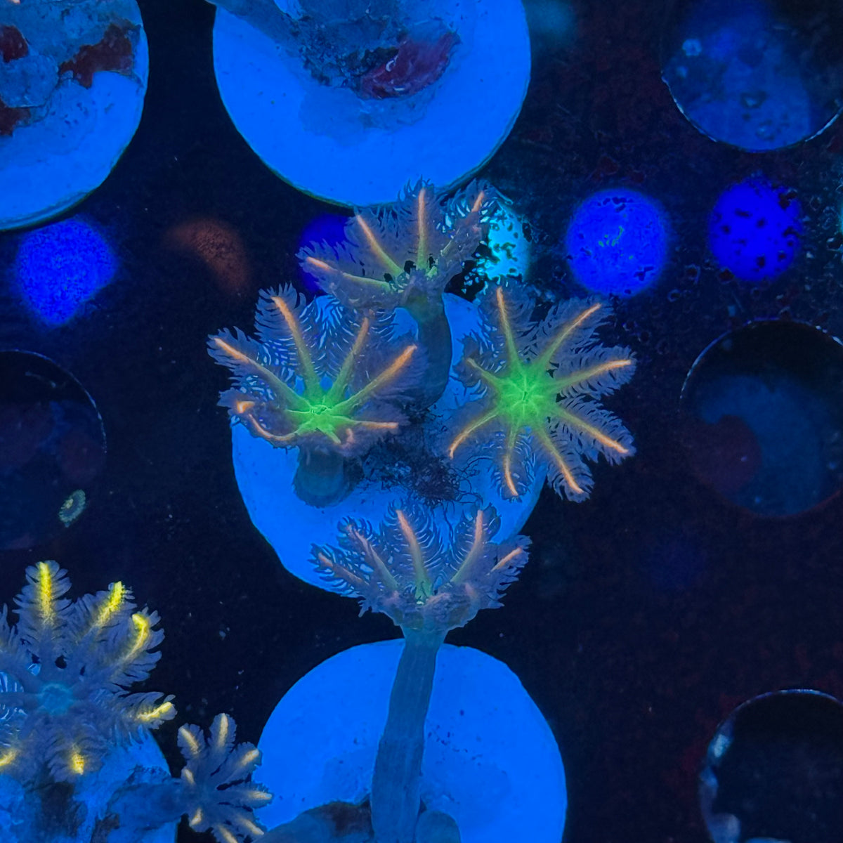 雙色椰花