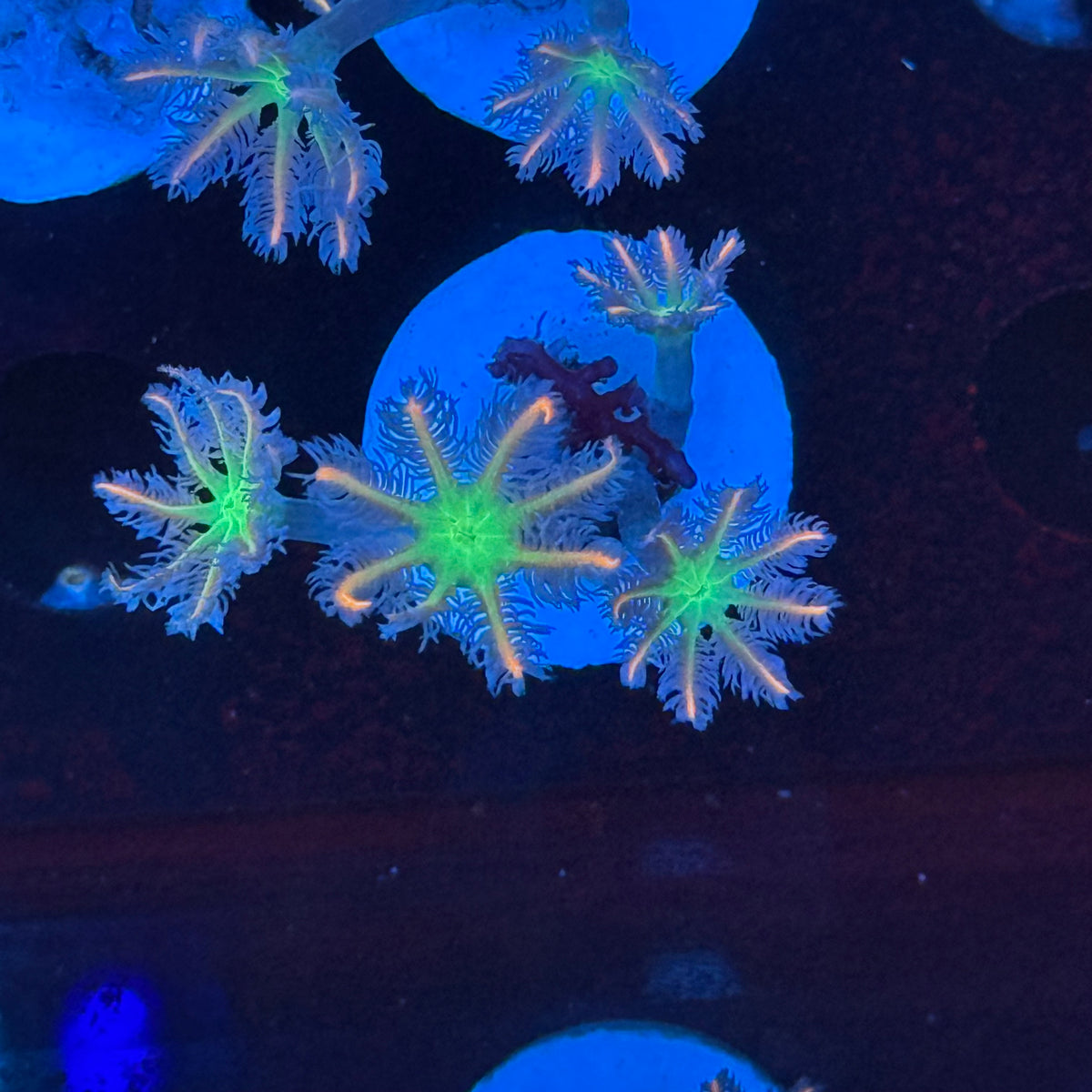雙色椰花