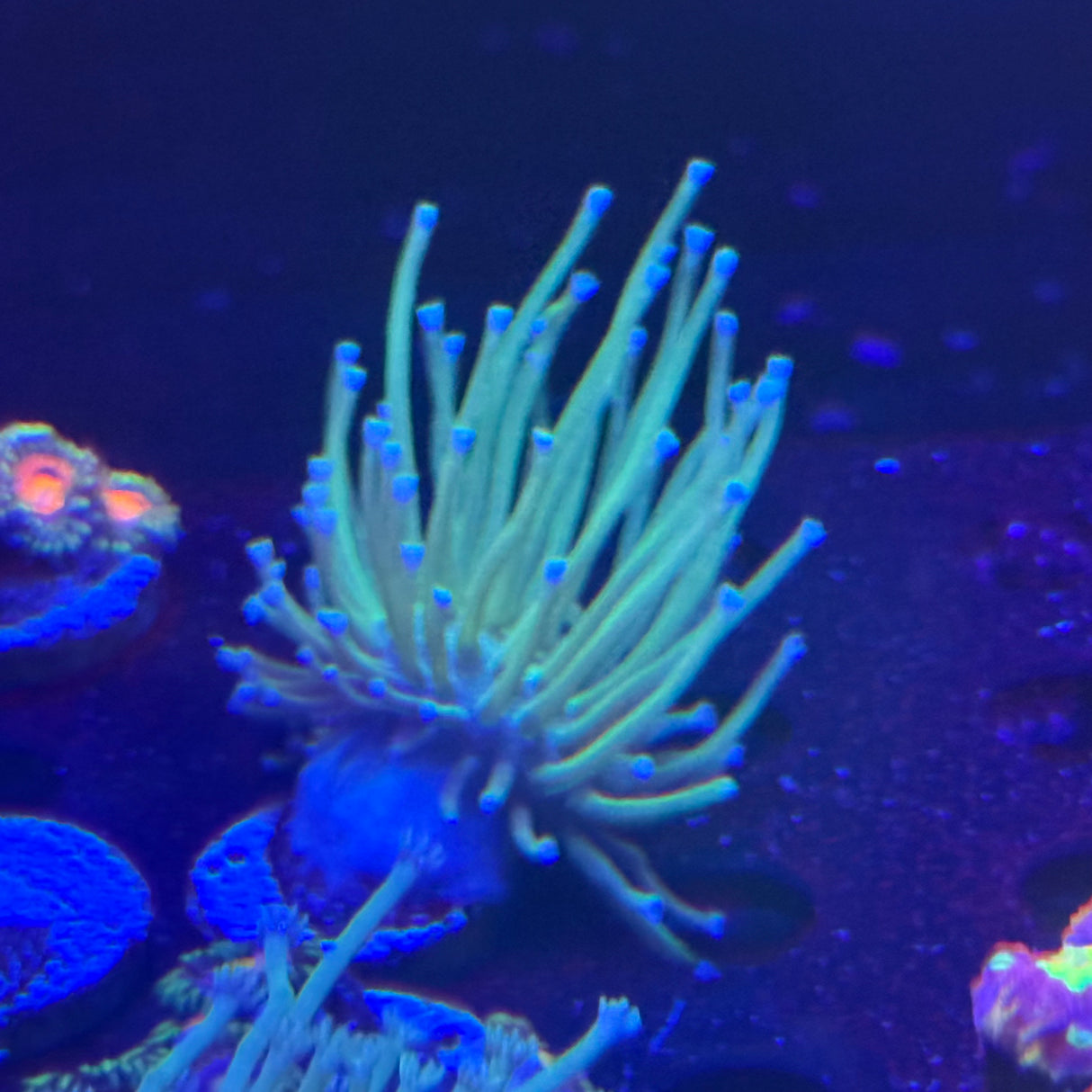 非洲長鬚花環