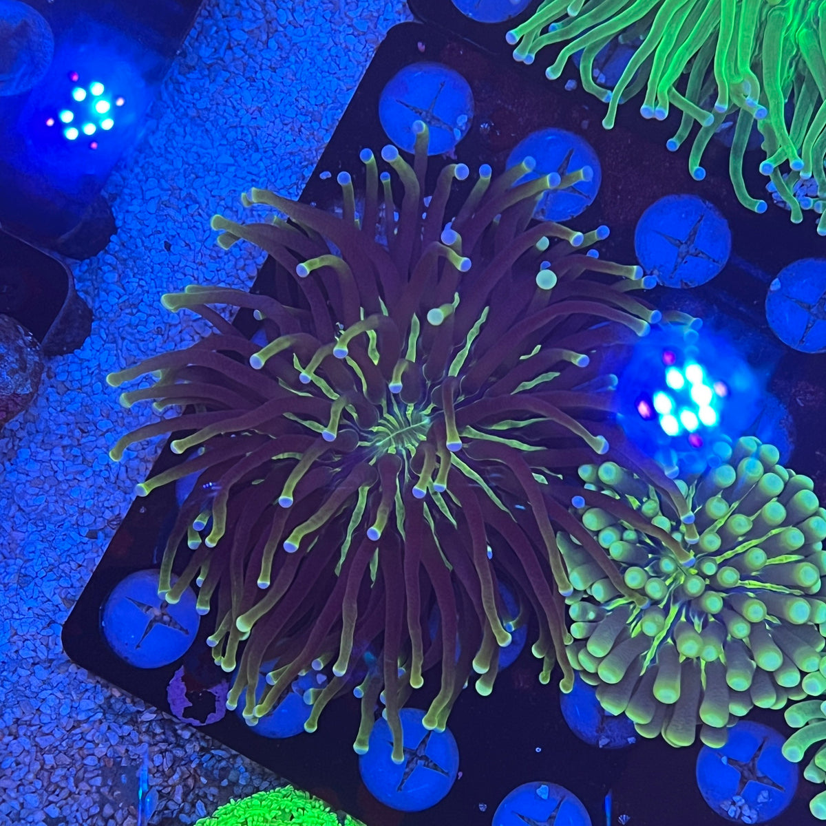 長鬚飛盤M