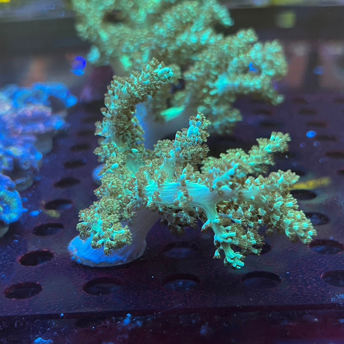 綠麥穗