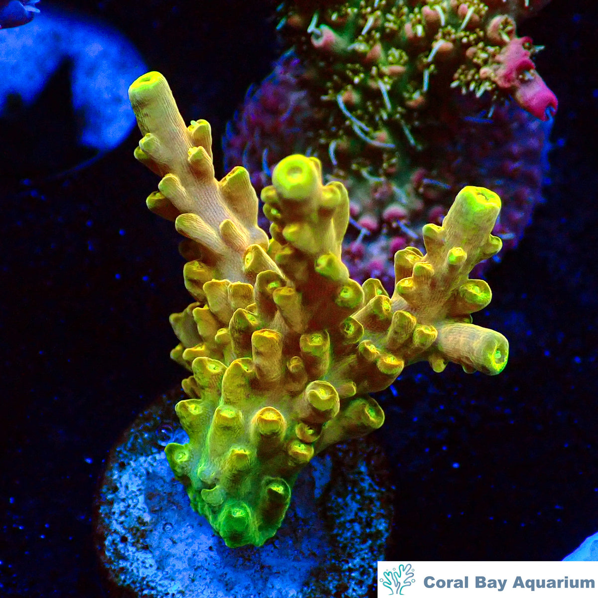 精品斷肢-Wario