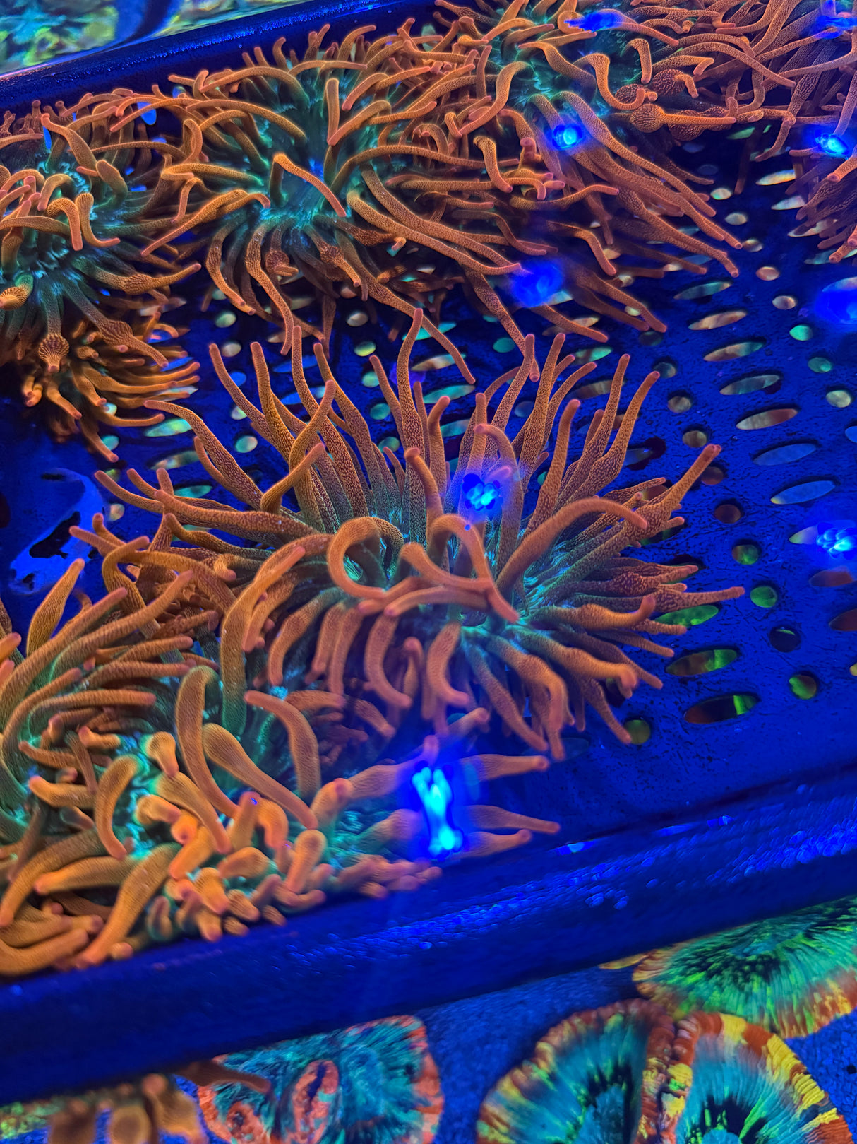 紅奶嘴海葵