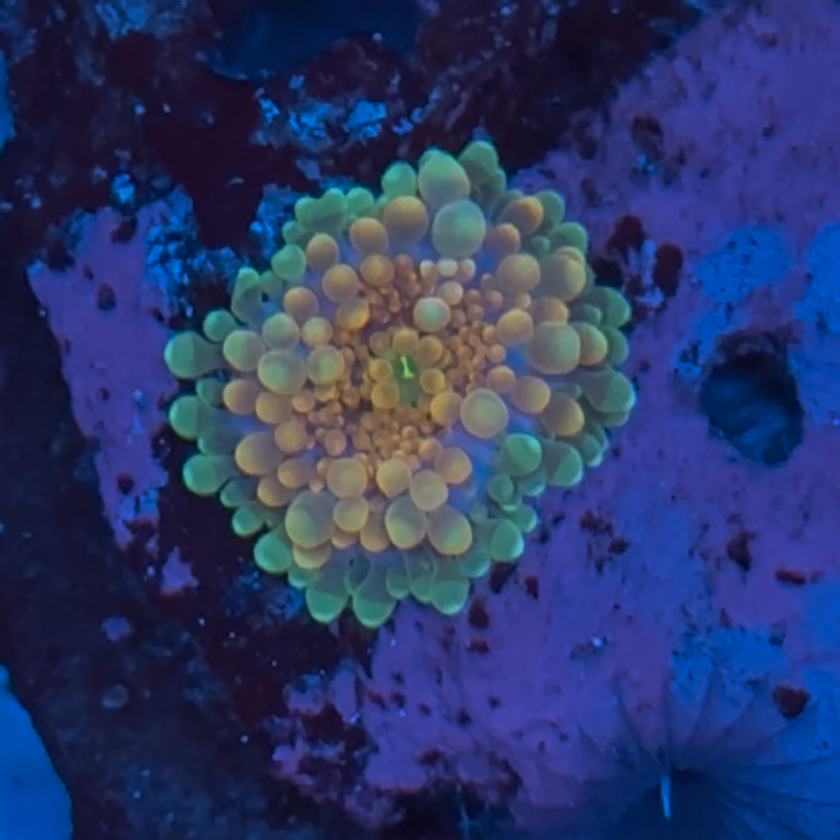 特殊虎耳