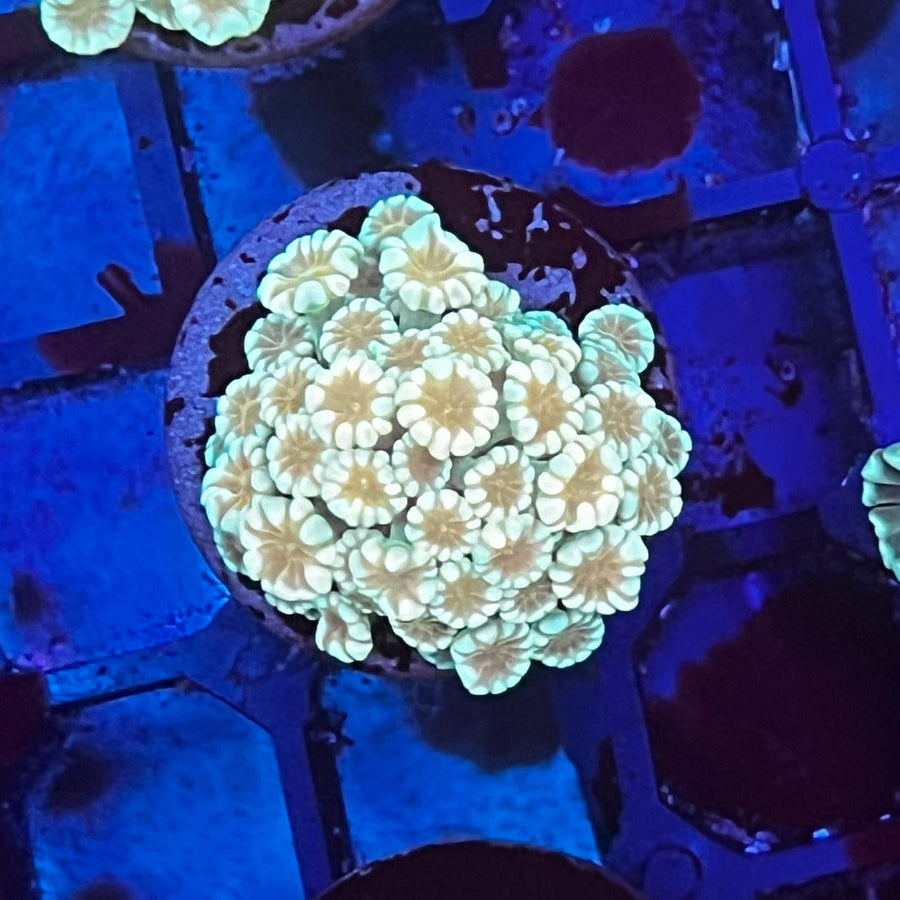 寶石花