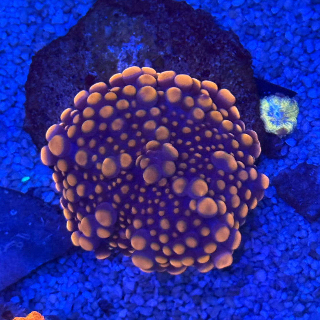 櫻花虎耳XL