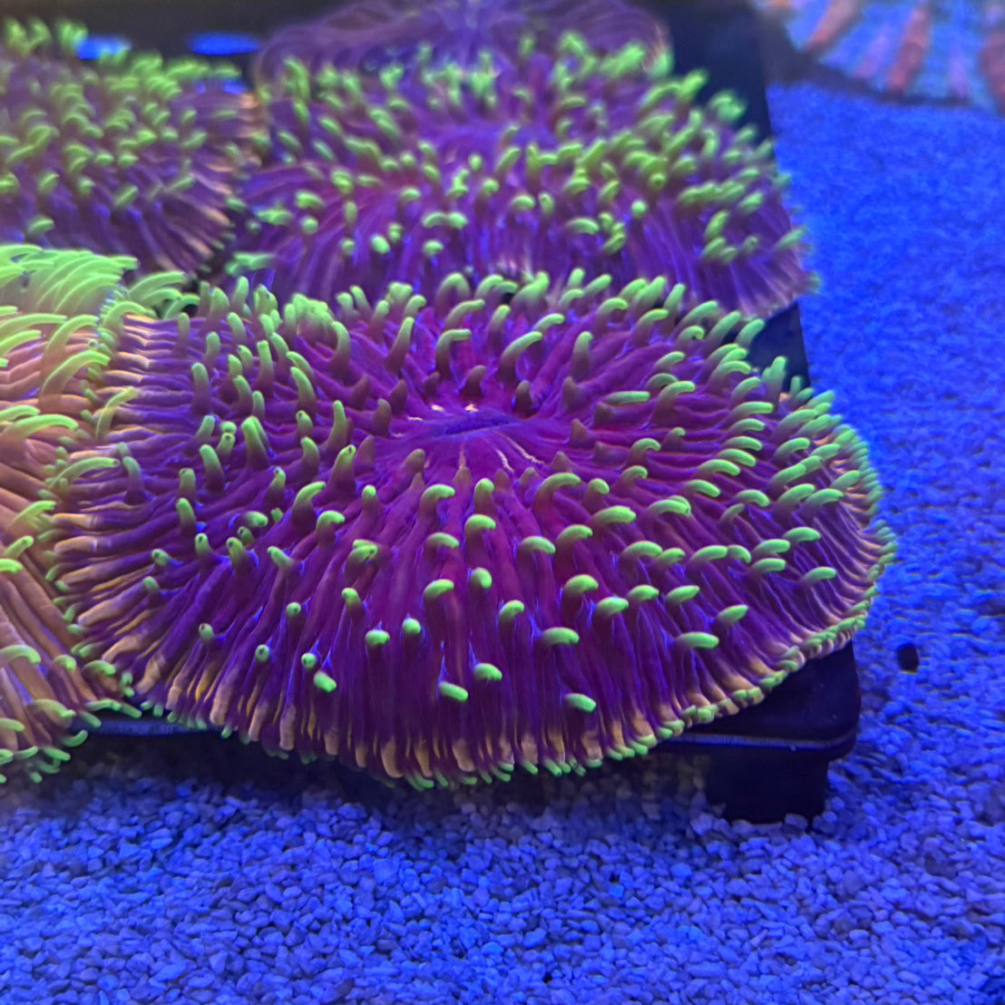 雙色飛盤XL