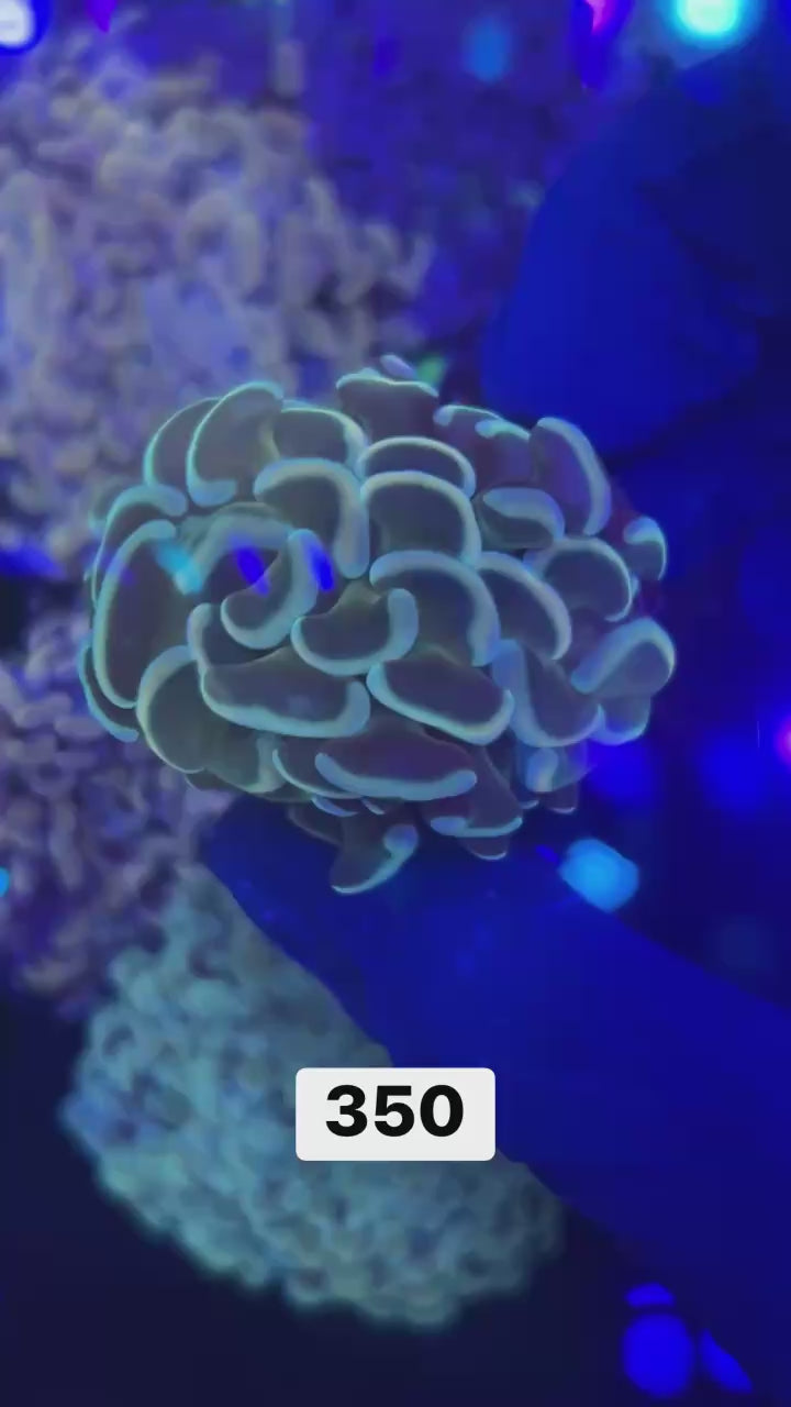 榔頭